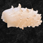 Best Squid Sushi 鱿鱼寿司 in Brooklyn, NY